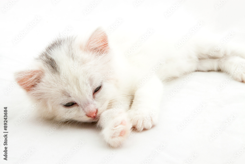Obraz premium little white kitten