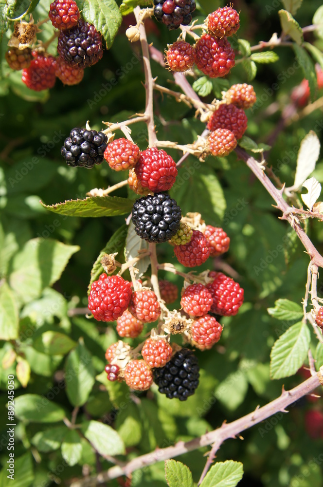 Mûres, fruits des ronces Mûres, fruits des ronces