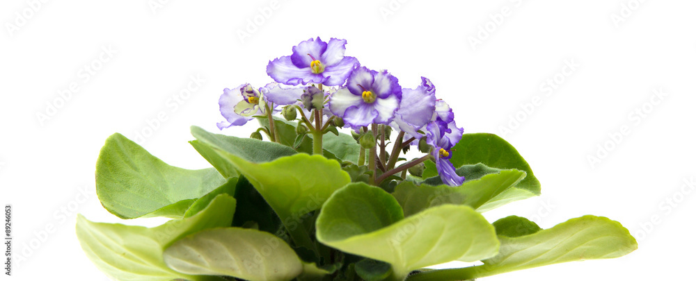 variegated african violet