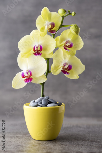 Fototapeta Naklejka Na Ścianę i Meble -  Yellow orchid on the grey background.
