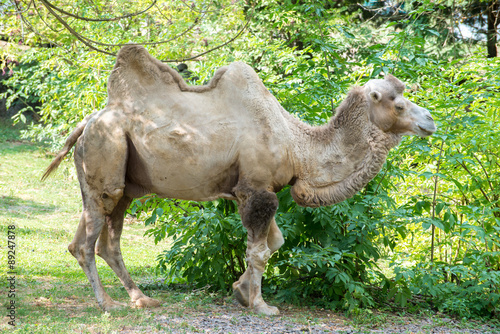 Bactrian camel  Camelus bactrianus . Wildlife animal.