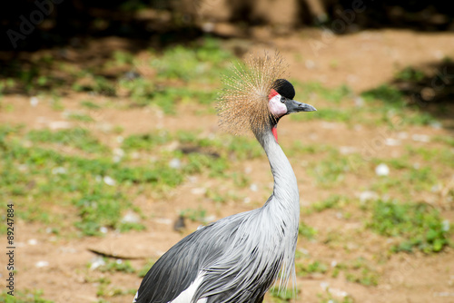 Grey Crowned Crane (Balearica regulorum gibbericeps)