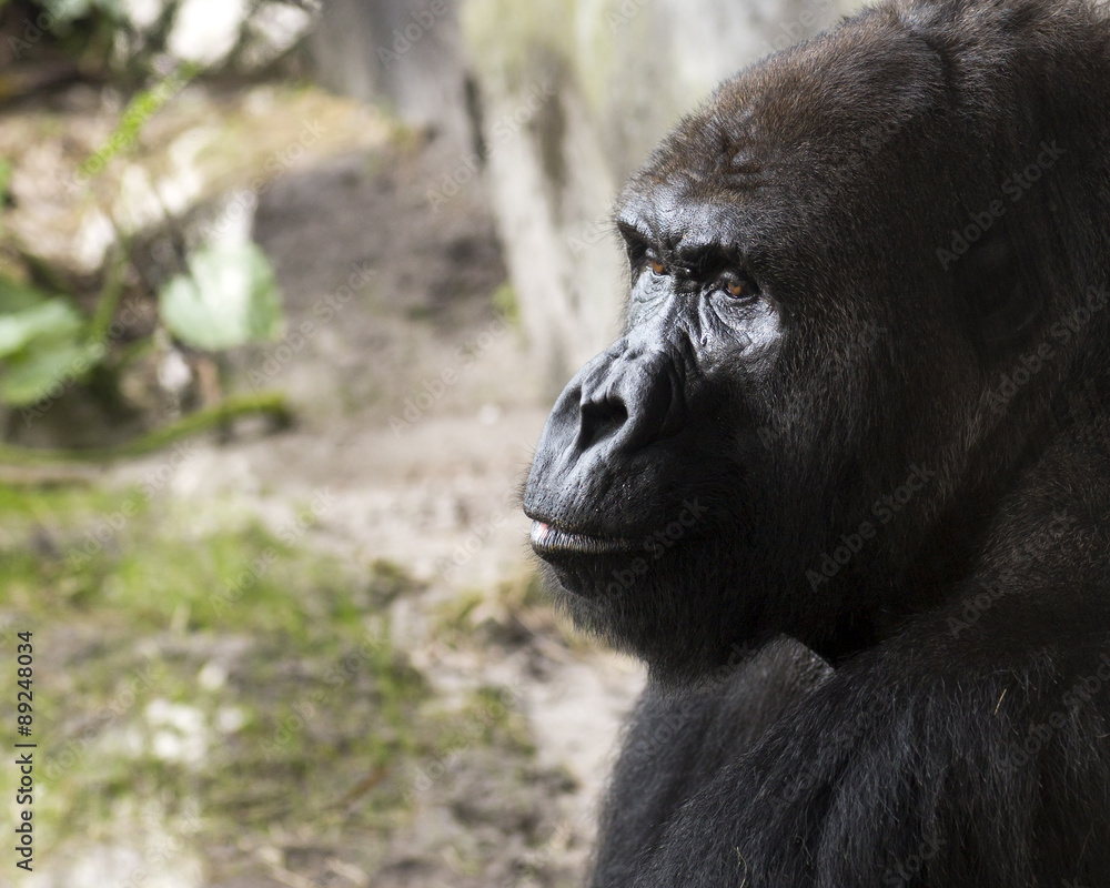 close up portrait of a thoughtful gorilla