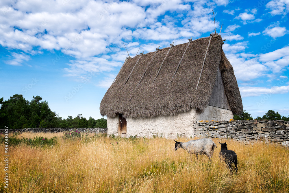 Fototapeta premium Old thatched roof barn and curly haired sheep native to Gotland, Sweden
