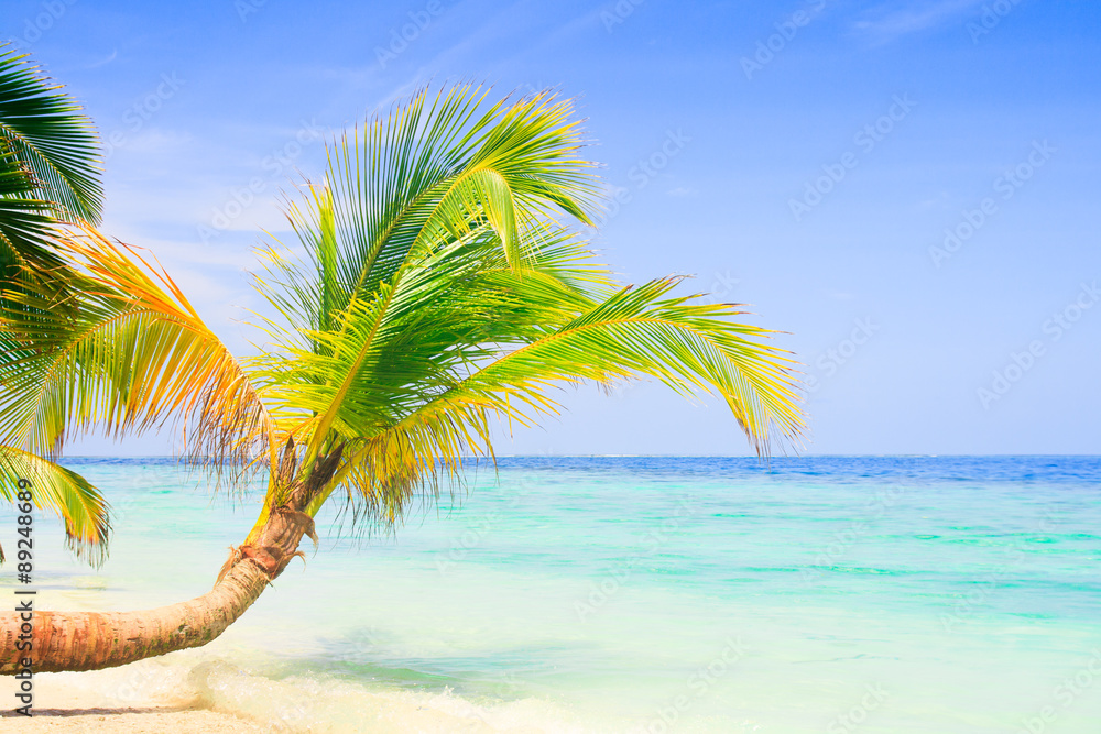 Exotic palm trees on white sand beach