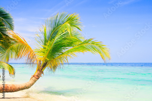 Fototapeta Naklejka Na Ścianę i Meble -  Exotic palm trees on white sand beach