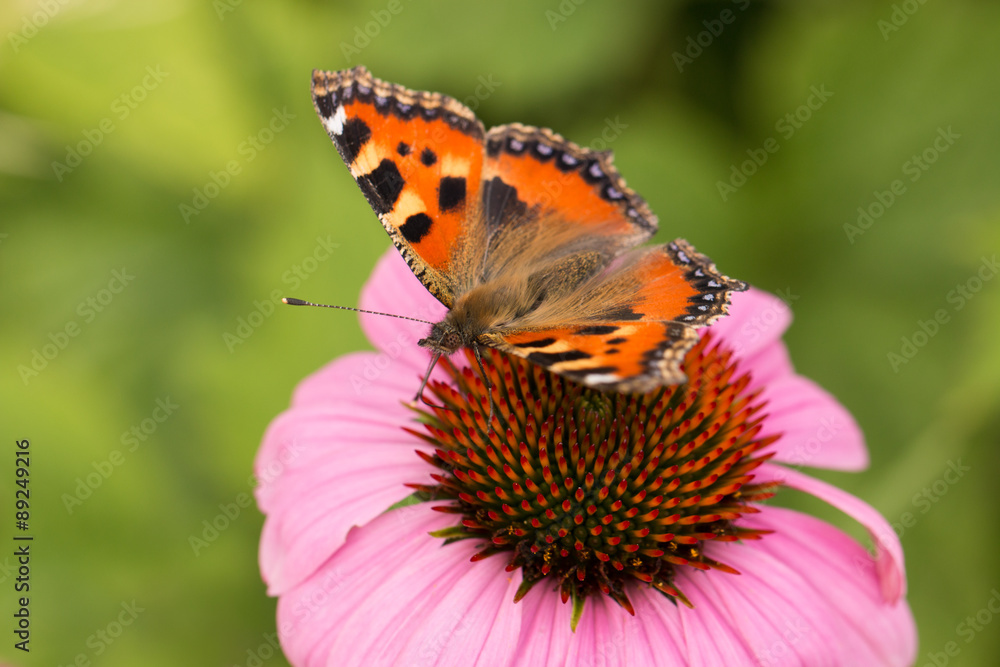 tortoiseshell butterfly sitting on blooming purple echinacea tortoiseshell butterfly sitting on blooming purple echinacea