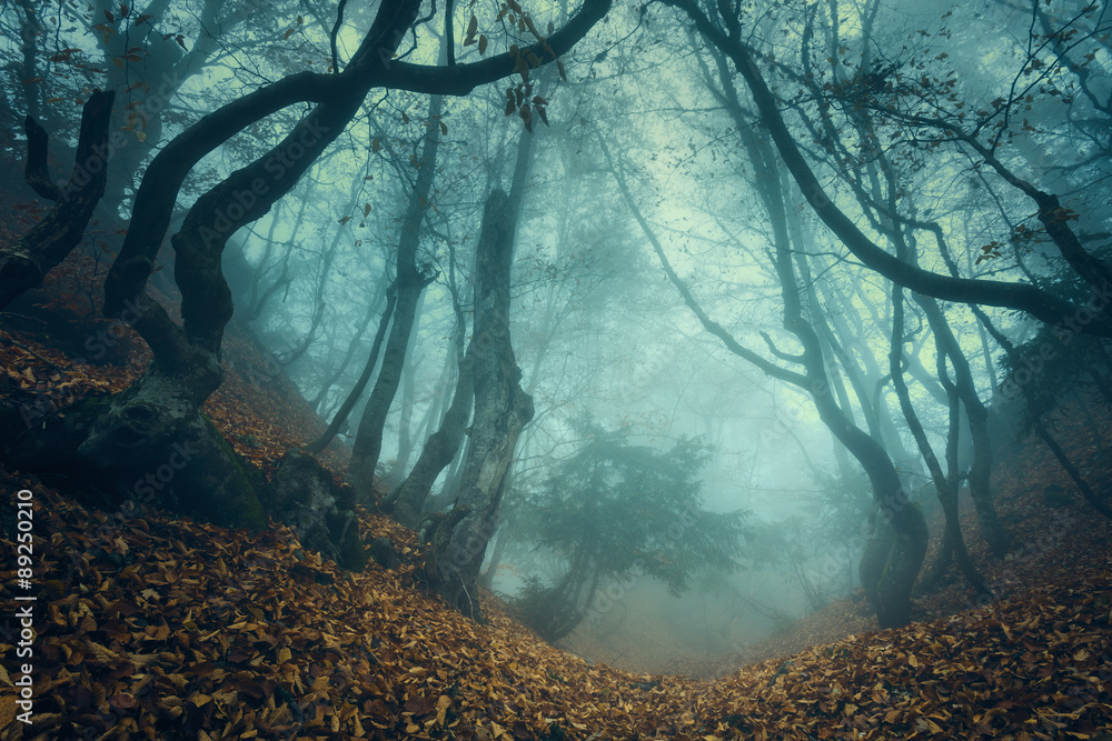 Obraz premium Szlak przez tajemniczy ciemny stary las we mgle. Jesień