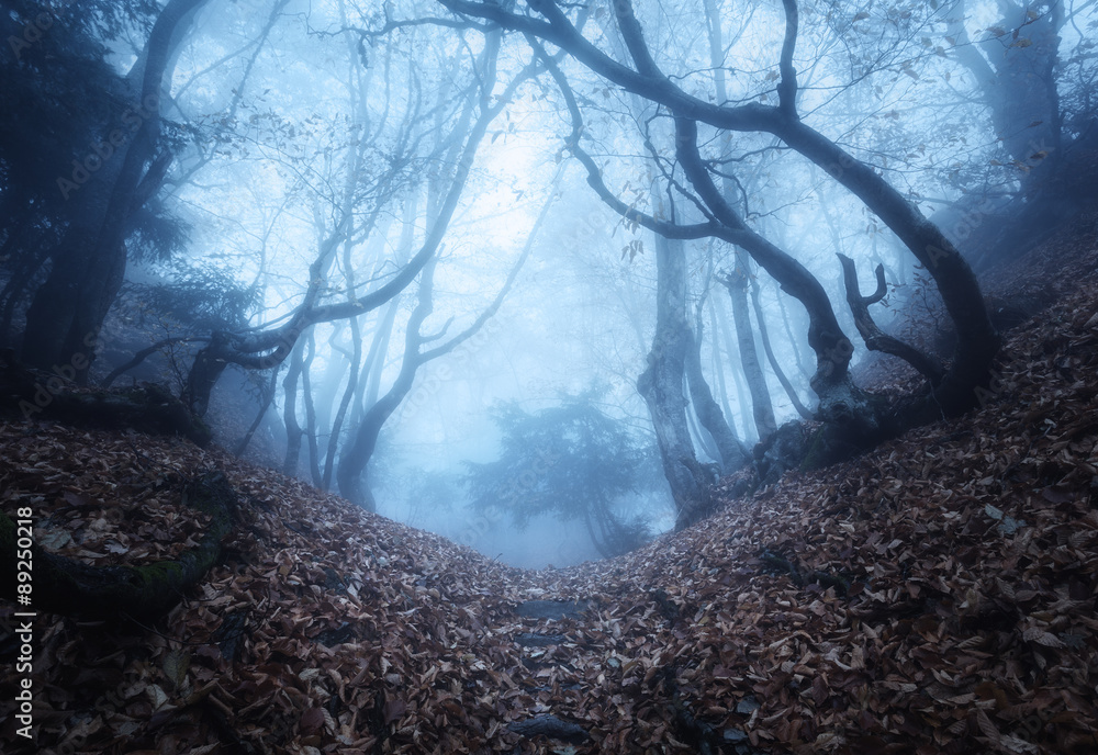Fototapeta premium Szlak przez tajemniczy ciemny stary las we mgle. Jesień