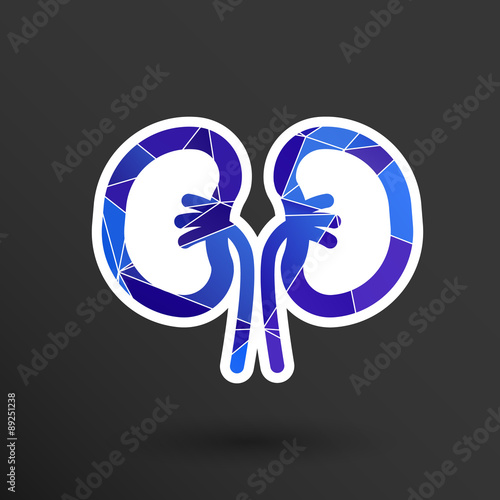 kidney icon isolated human two vein white medical 