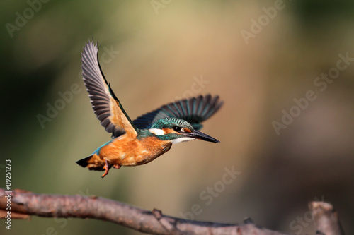 Kingfisher in flght