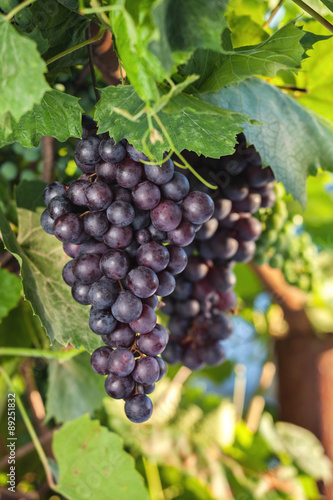 Fresh grapes on the vine branches. The concept of autumn