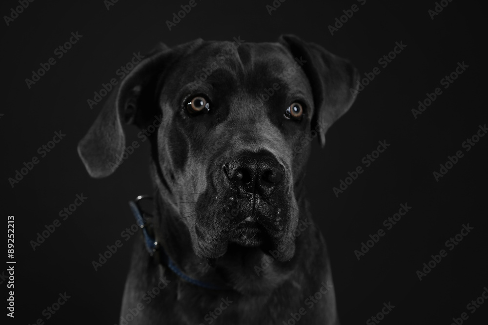 Cane corso italiano dog on black background