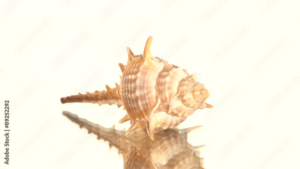 Prickly sea shell on white, rotation, reflection, cam moves to Prickly sea shell on white, rotation, reflection, cam moves to