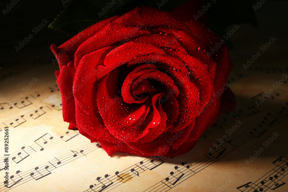 Fototapeta premium Beautiful red rose on music sheets, closeup