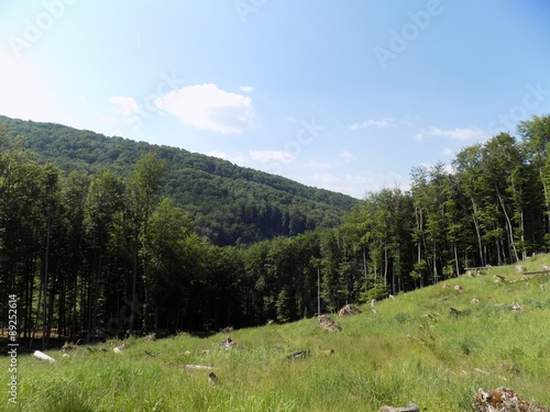 Meadow, deciduous forest and sky