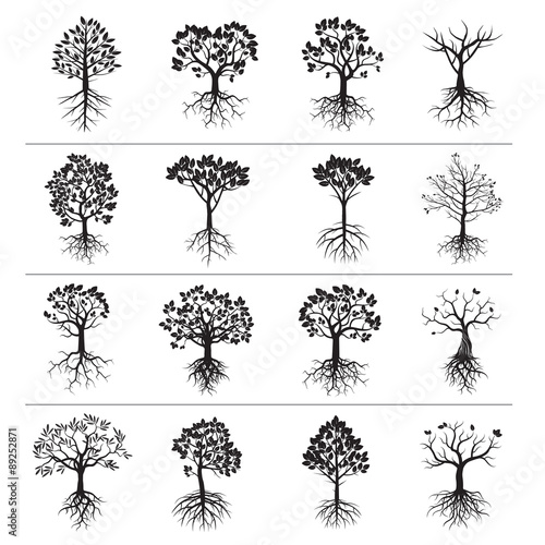 Set of Trees and Roots