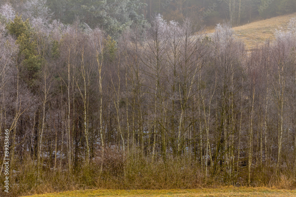Countryside view frosty hilly fields with trees Countryside view frosty hilly fields with trees