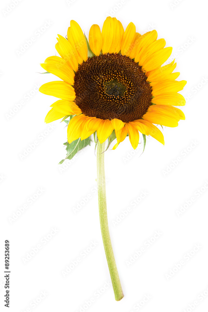 Fototapeta premium Yellow sunflower isolated on white