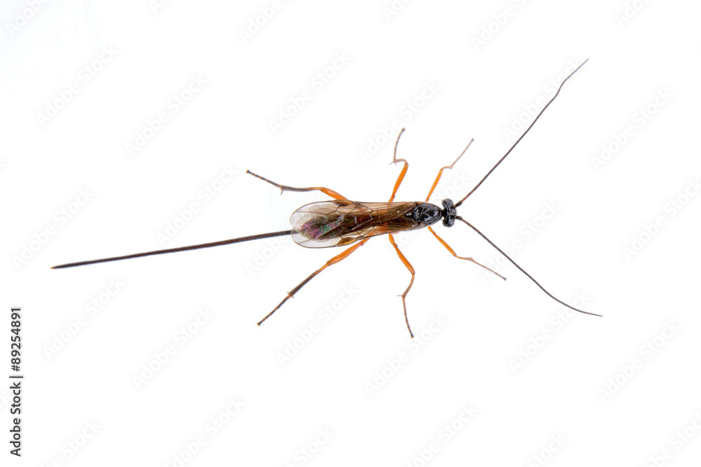 Black insect on the white background Black insect on the white background