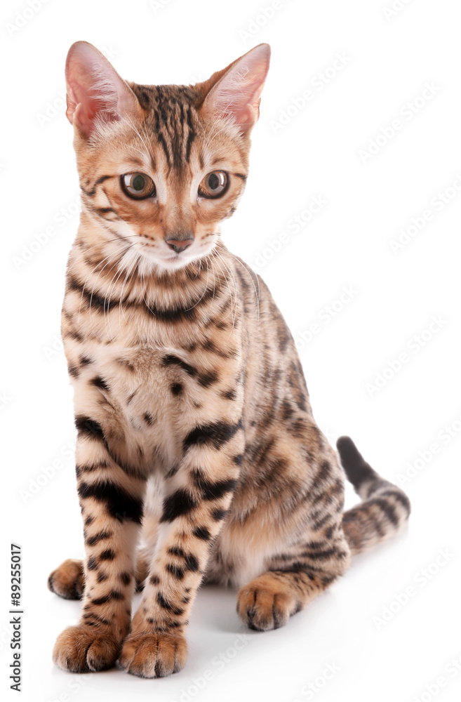 Obraz premium Beautiful Bengal kitten isolated on white