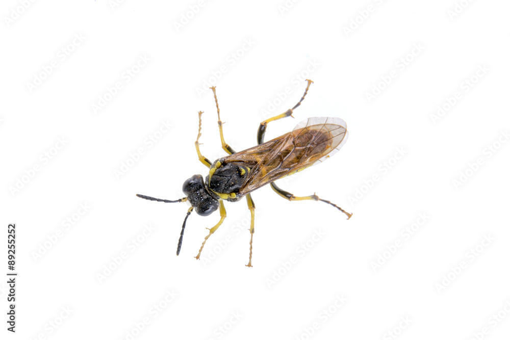 Black insect on the white background Black insect on the white background