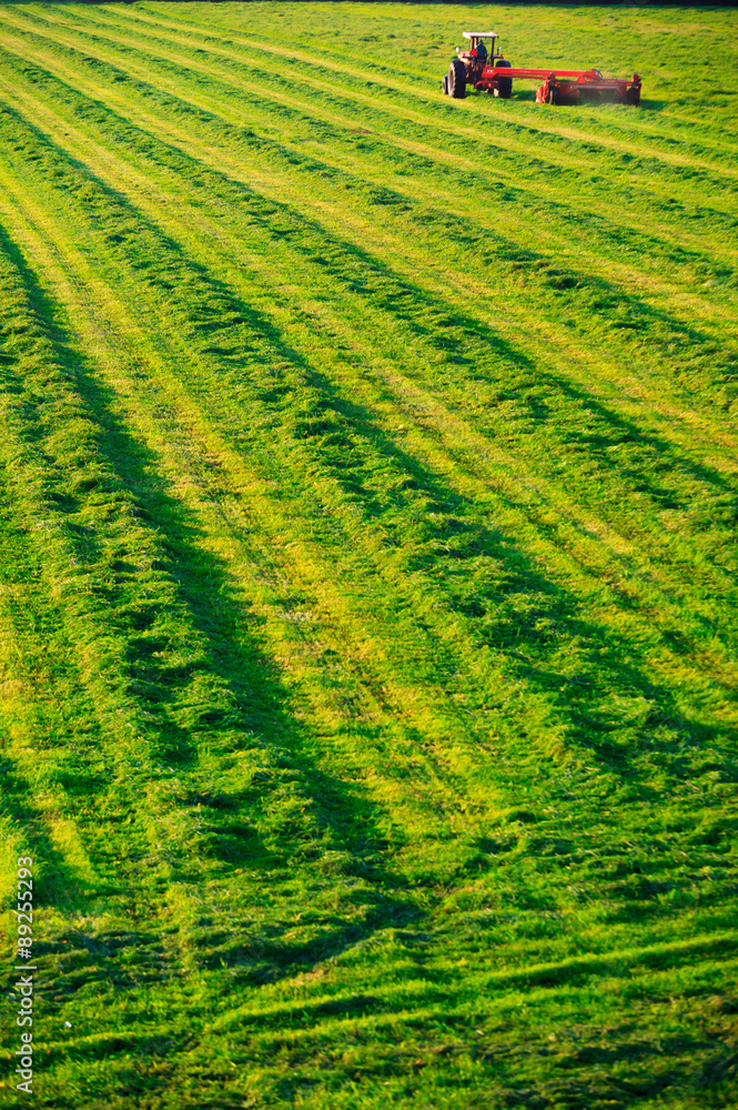 Old farm tractor in a field. Old farm tractor in a field.