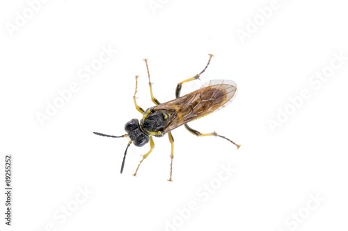 Black insect on the white background