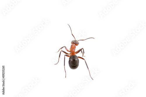 Brown ant on a white background