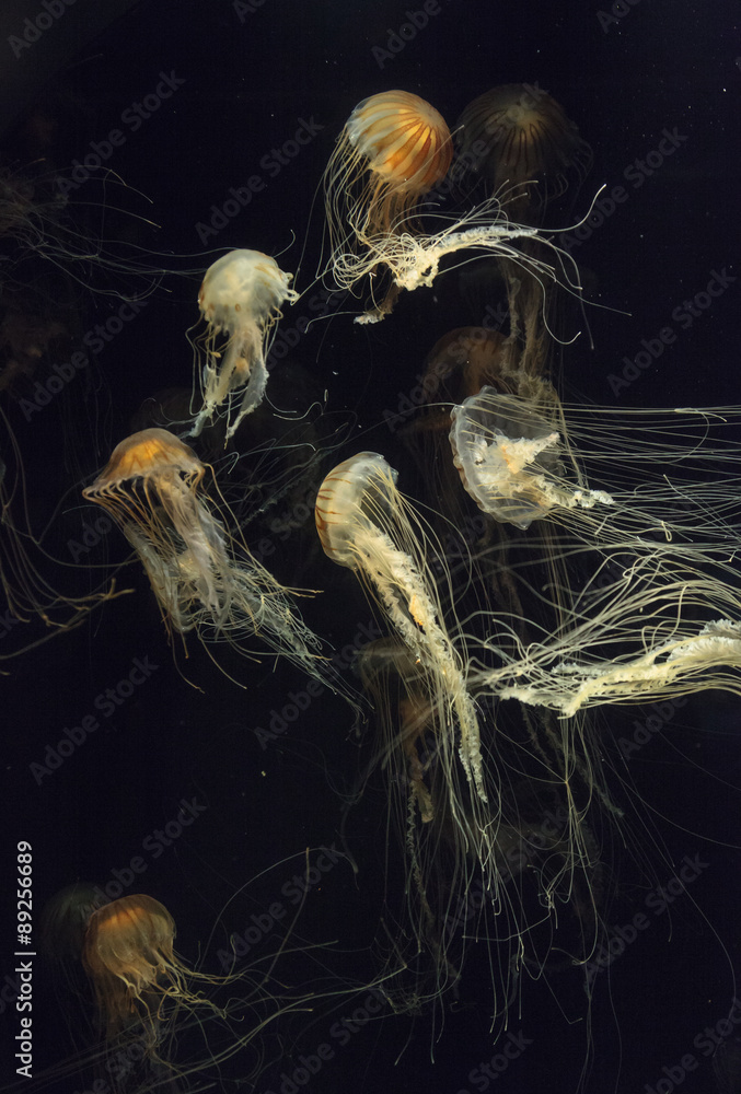 Naklejka premium Japanese sea nettle Jellyfish, Chrysaora pacifica, can range in color from gold to red. Their dark stripes extend from the top to the bottom of the bell