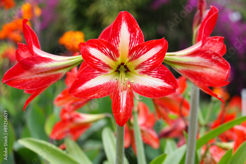 Fototapeta Naklejka Na Ścianę i Meble -  Red and white amaryllis flower