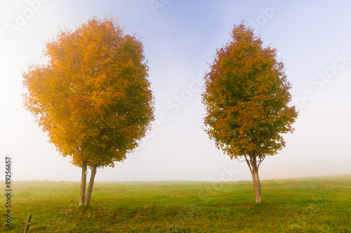Two maple trees on a foggy autumn morning