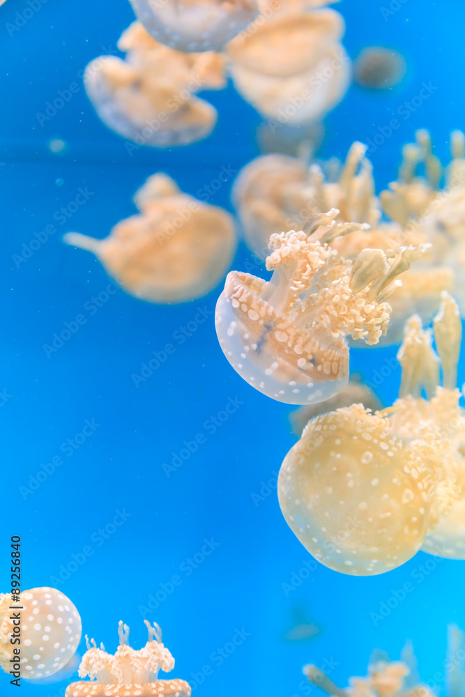 Fototapeta premium Spotted lagoon jelly, golden medusa, Mastigias papua, is from the Indo-Pacific. This jellyfish has several mouths found on their arms, which they use to feed on zooplankton. 