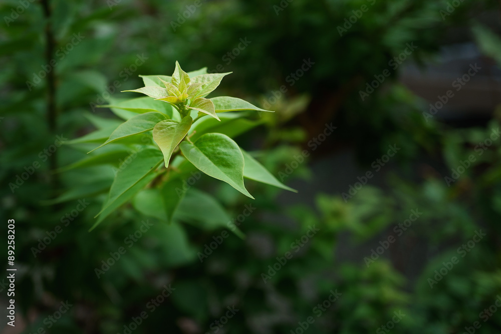 Bougainvillea Leaves Bougainvillea Leaves