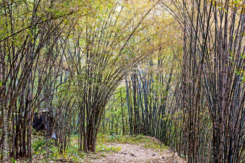 bamboo leaf dry autumn