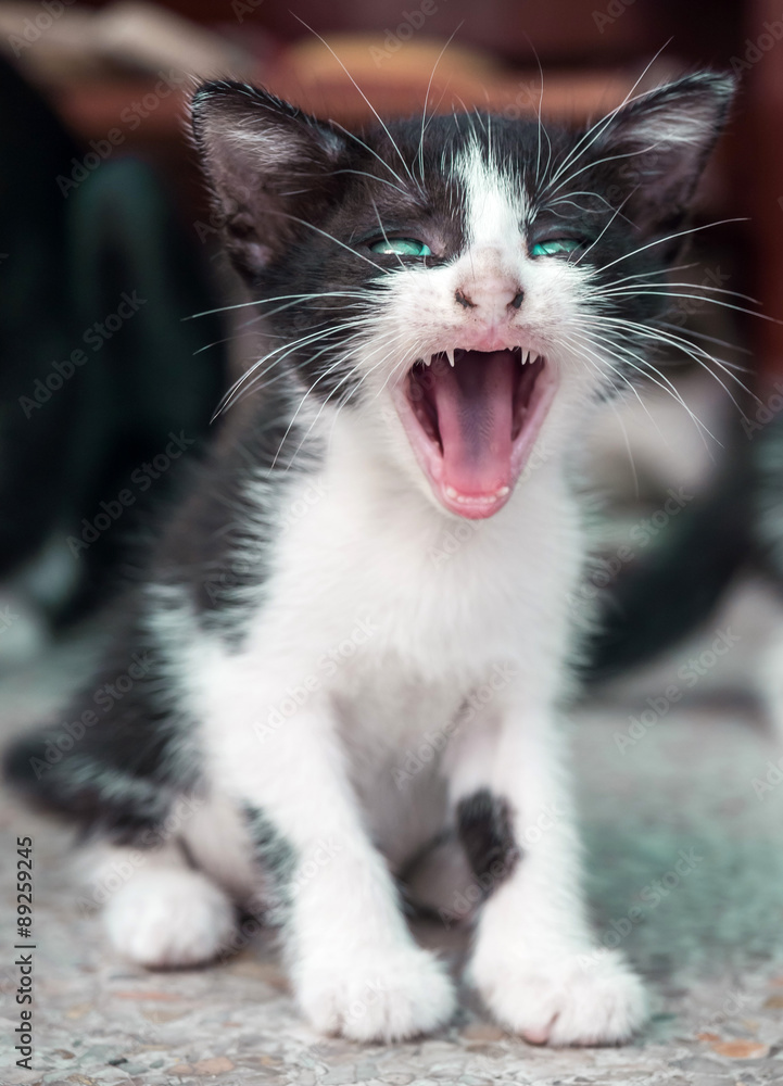 Yawning little cute kitten