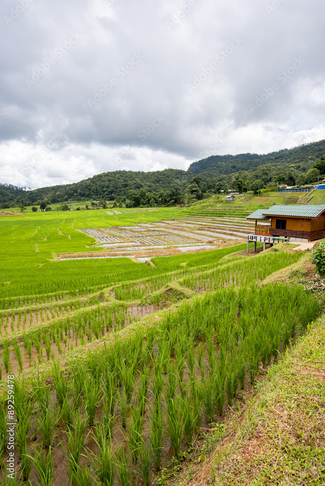 Terraced rice fields in Ban Mae Klang Luang Chiangmai ,Thailand.