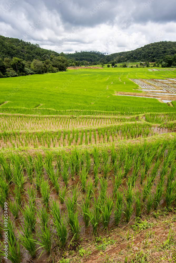 Terraced rice fields in Ban Mae Klang Luang Chiangmai ,Thailand.