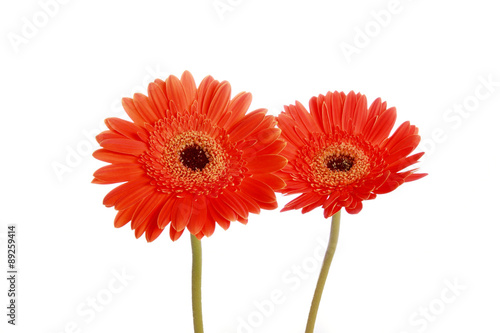 Pair of daisy flower photographed against white background.