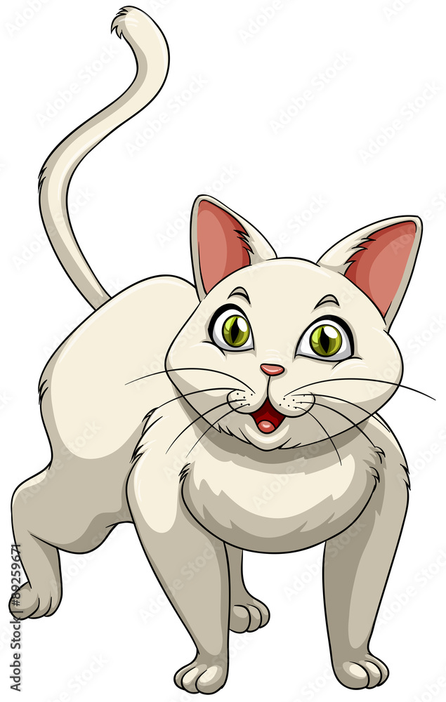 White cat with green eyes White cat with green eyes