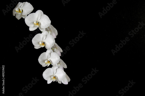 Closed up of white orchids on the black background