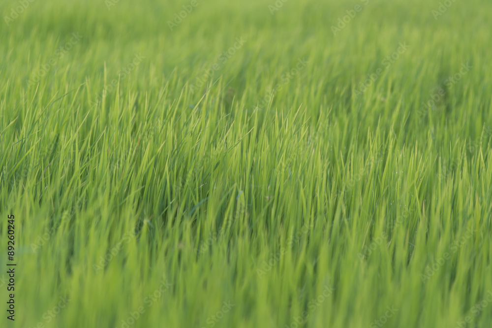 Obraz premium rice filed, selective focus ,close up, abstract background ,defused