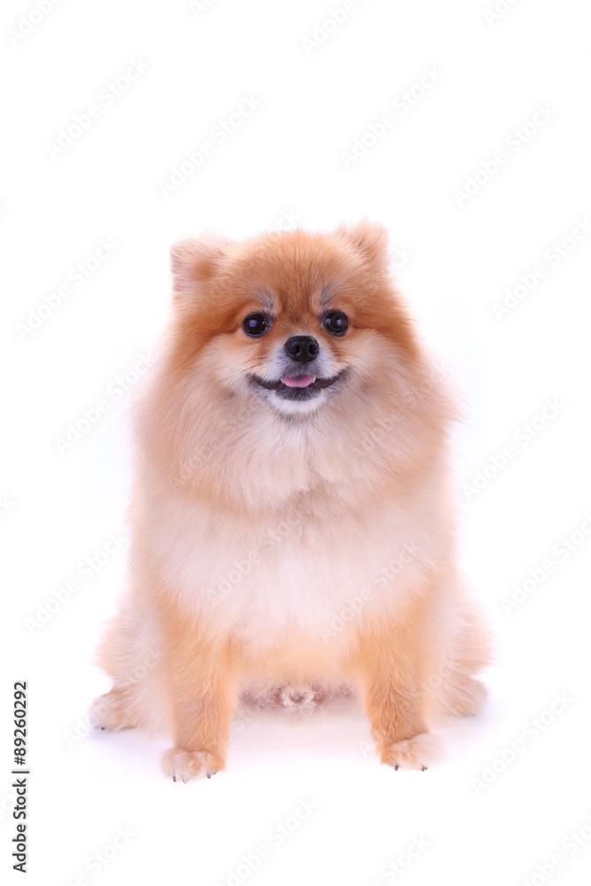 brown pomeranian dog isolated on white background brown pomeranian dog isolated on white background