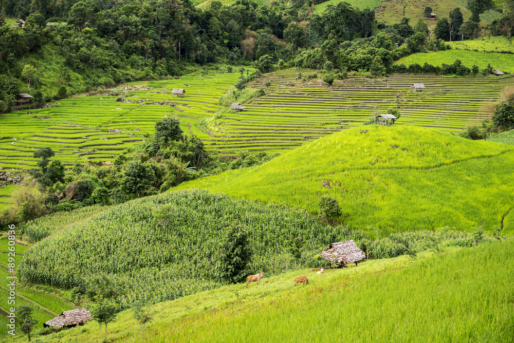 Terraced rice field in Pa Pong Pieng. Chiang Mai ,Thailand. Terraced rice field in Pa Pong Pieng. Chiang Mai ,Thailand.