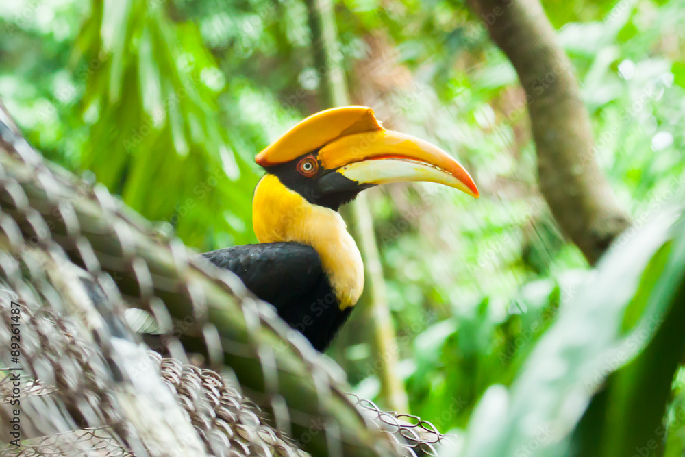 Great hornbill (Buceros bicornis), also known as the great India