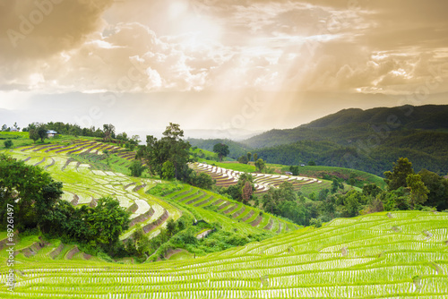 Terraced rice field with sun rays and dramatic sky in Pa Pong Pieng. Chiang Mai ,Thailand.