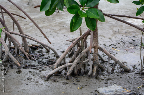 Mangrove leaves a large tree 25-35 m high. The root system has a tap root, root out extra over the base 3-8 m. Root stem or root branching stems bracing lumber disorder. photo