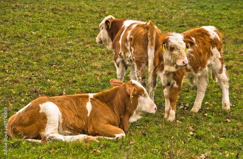 Three very young calves on a meadow at autumn, east Serbia