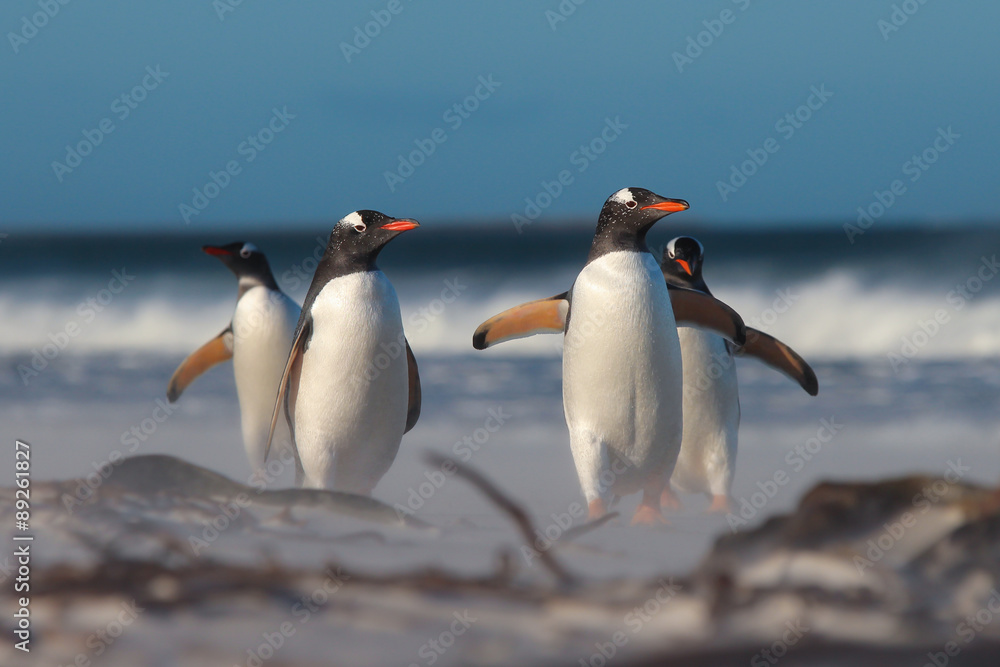 Obraz premium Group of four Gentoo Penguins (Pygoscelis papua) on the beach.
