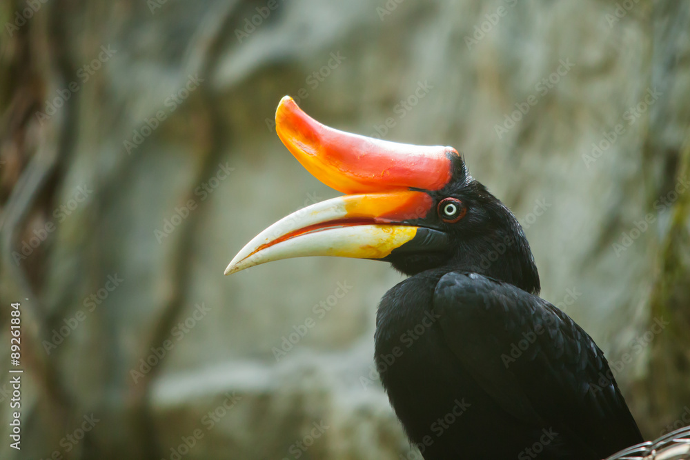 Fototapeta premium hornbill bird on green natural background